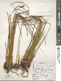 Marsippospermum grandiflorum image