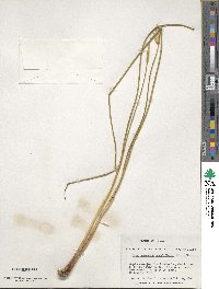 Marsippospermum grandiflorum image