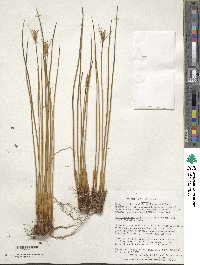 Marsippospermum grandiflorum image