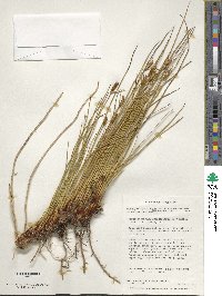 Marsippospermum grandiflorum image