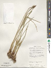 Marsippospermum grandiflorum image