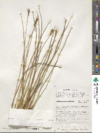 Marsippospermum grandiflorum image