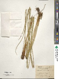 Marsippospermum grandiflorum image