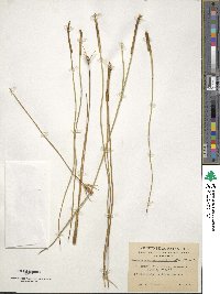 Marsippospermum grandiflorum image