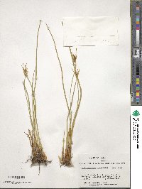 Marsippospermum grandiflorum image