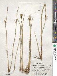 Marsippospermum grandiflorum image