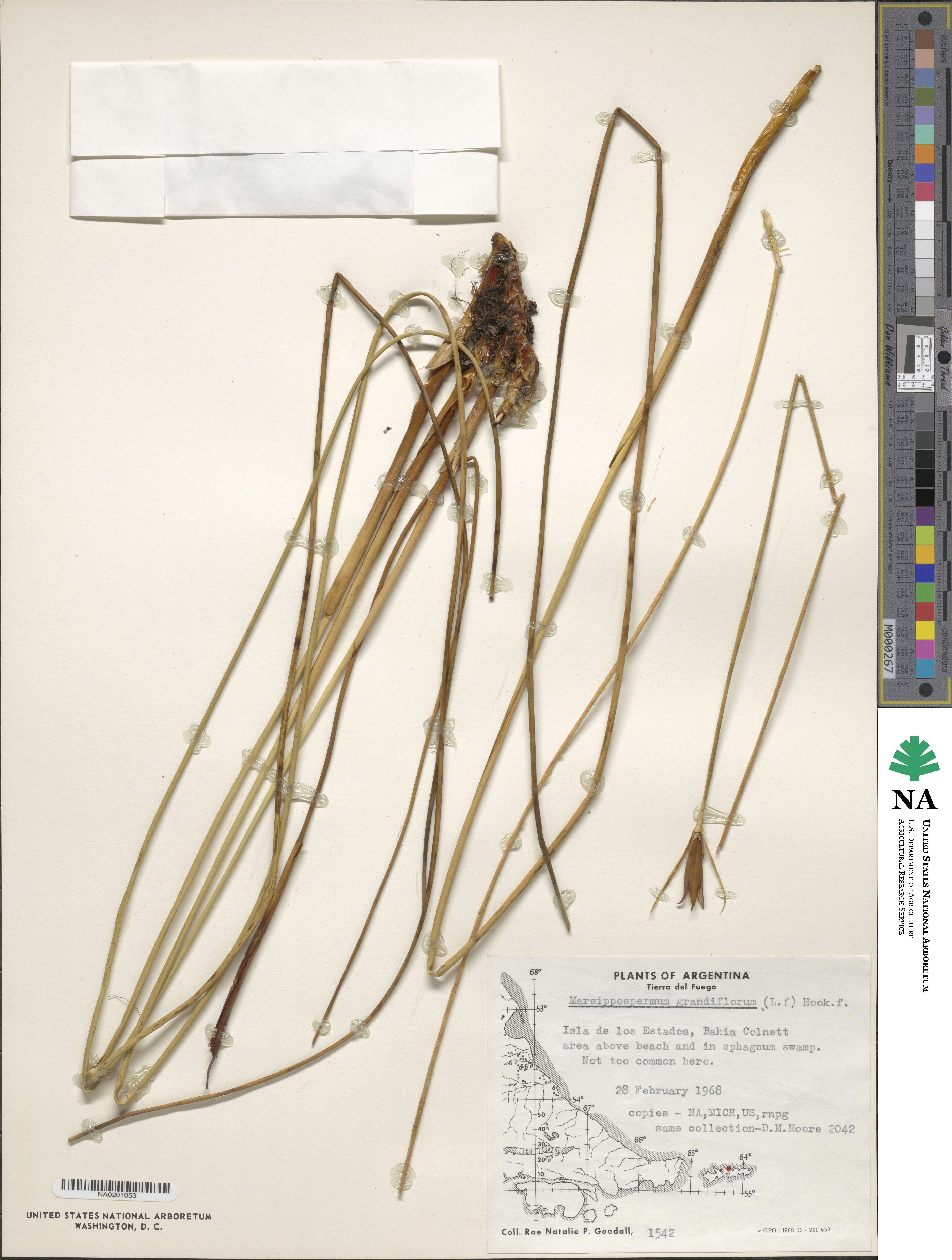 Marsippospermum grandiflorum image