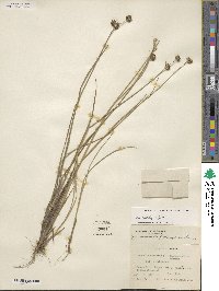 Juncus acuminatus image