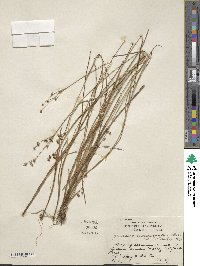 Juncus acuminatus image