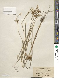 Juncus acuminatus image