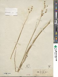 Juncus acuminatus image