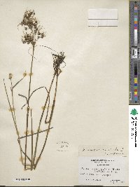 Juncus acuminatus image