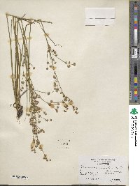 Juncus acuminatus image