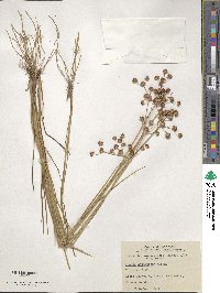 Juncus acuminatus image