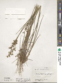 Juncus acuminatus image