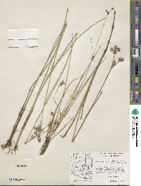 Juncus acuminatus image