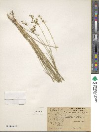 Juncus acuminatus image