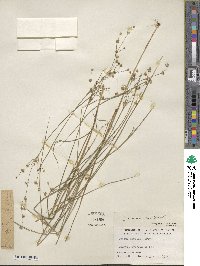 Juncus acuminatus image