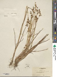 Juncus acuminatus image