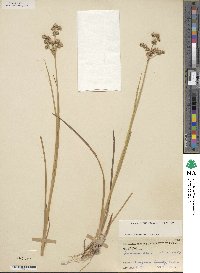 Juncus acuminatus image