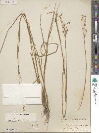 Juncus acuminatus image