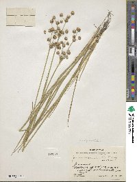 Juncus acuminatus image