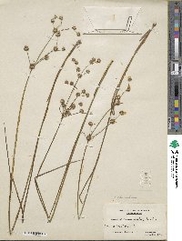 Juncus acuminatus image