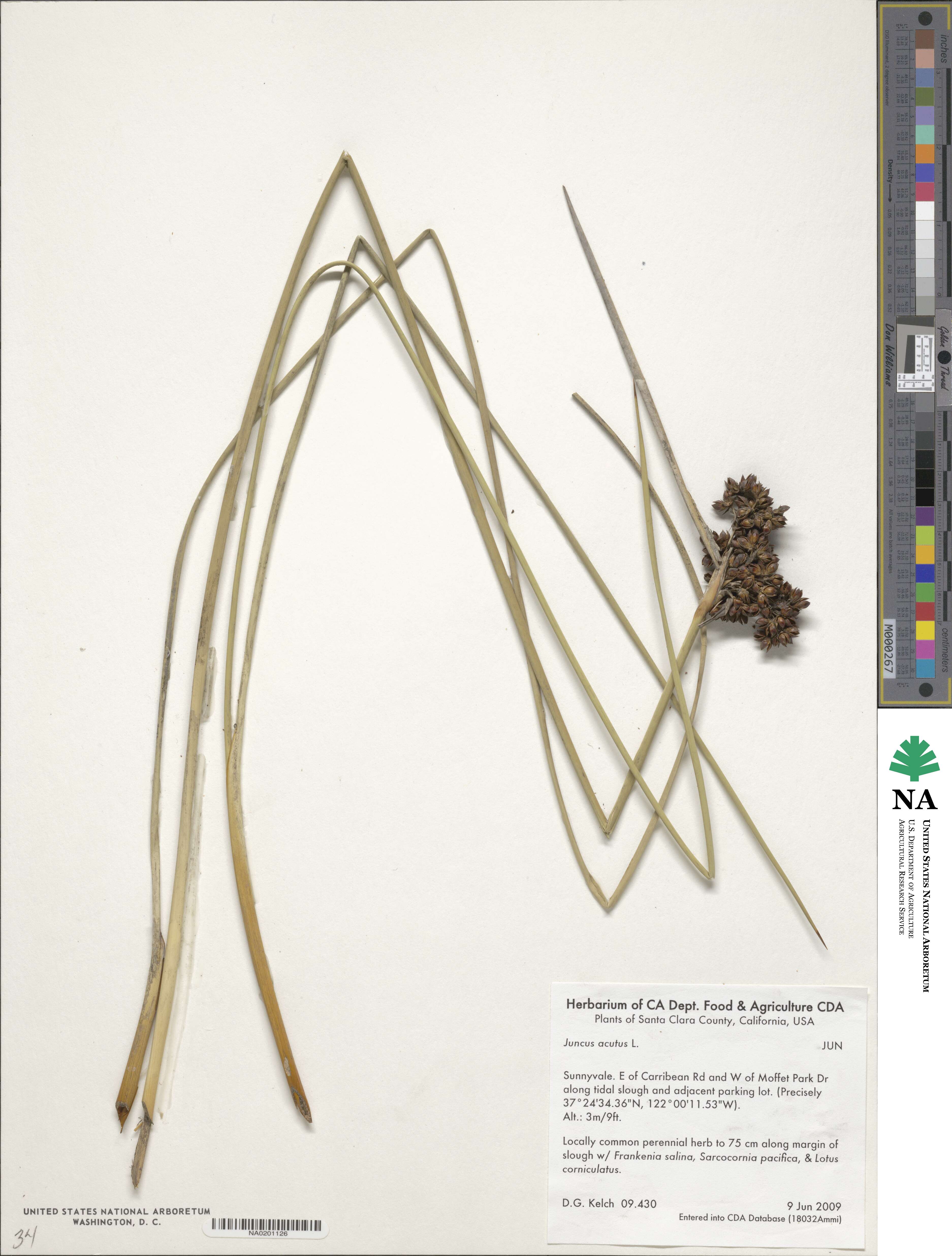 Juncus acutus image