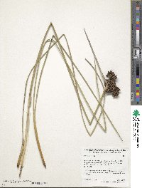 Juncus acutus image