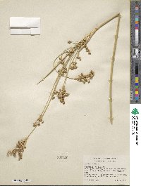 Juncus acutus image