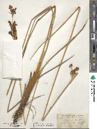 Juncus acutus image