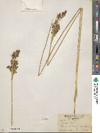 Juncus acutus image