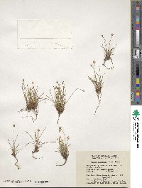 Image of Juncus albescens