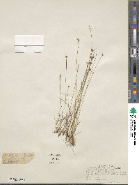 Juncus albescens image