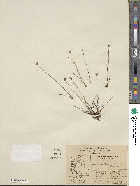 Juncus albescens image