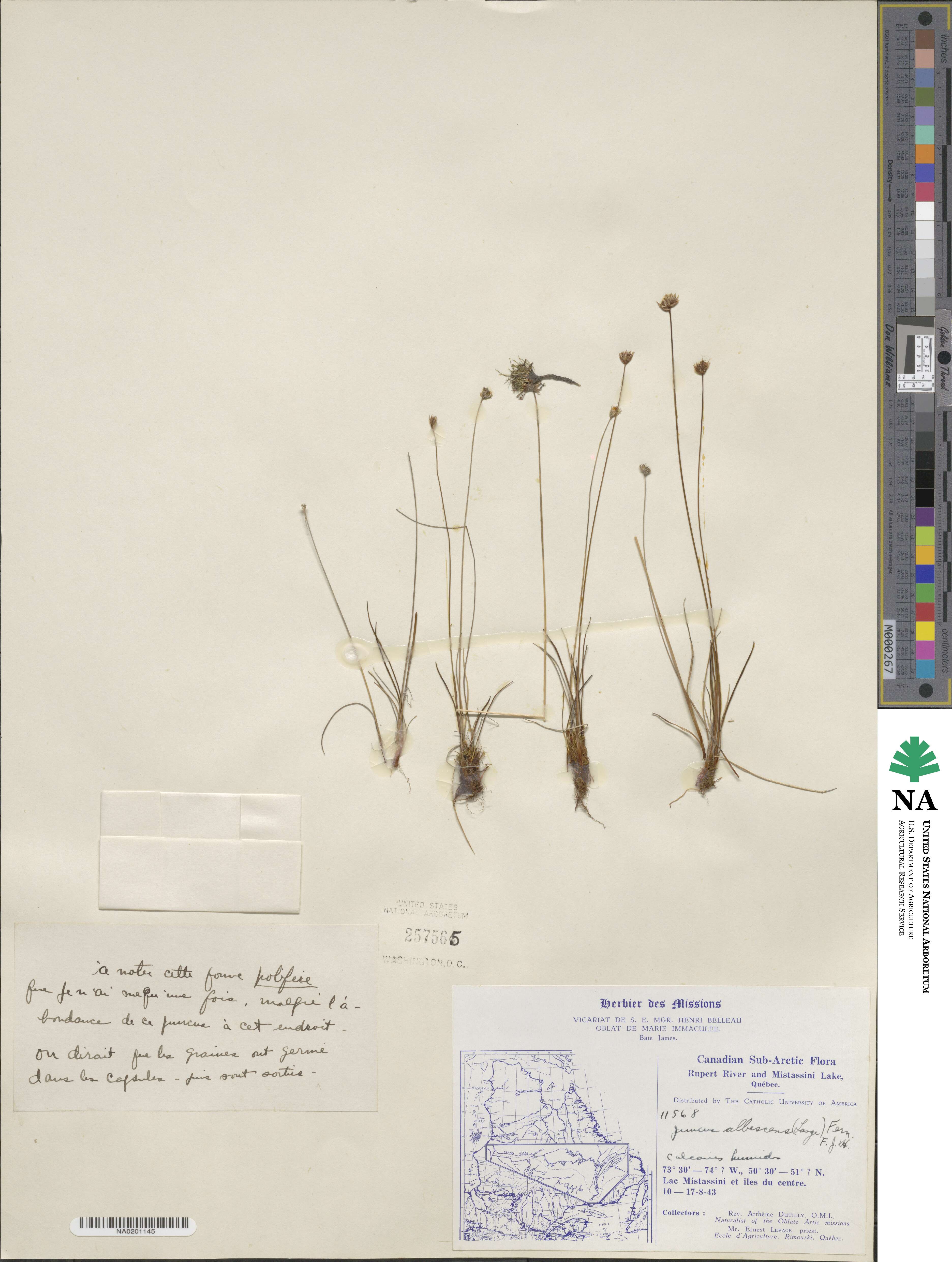 Juncus albescens image