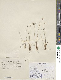 Juncus albescens image