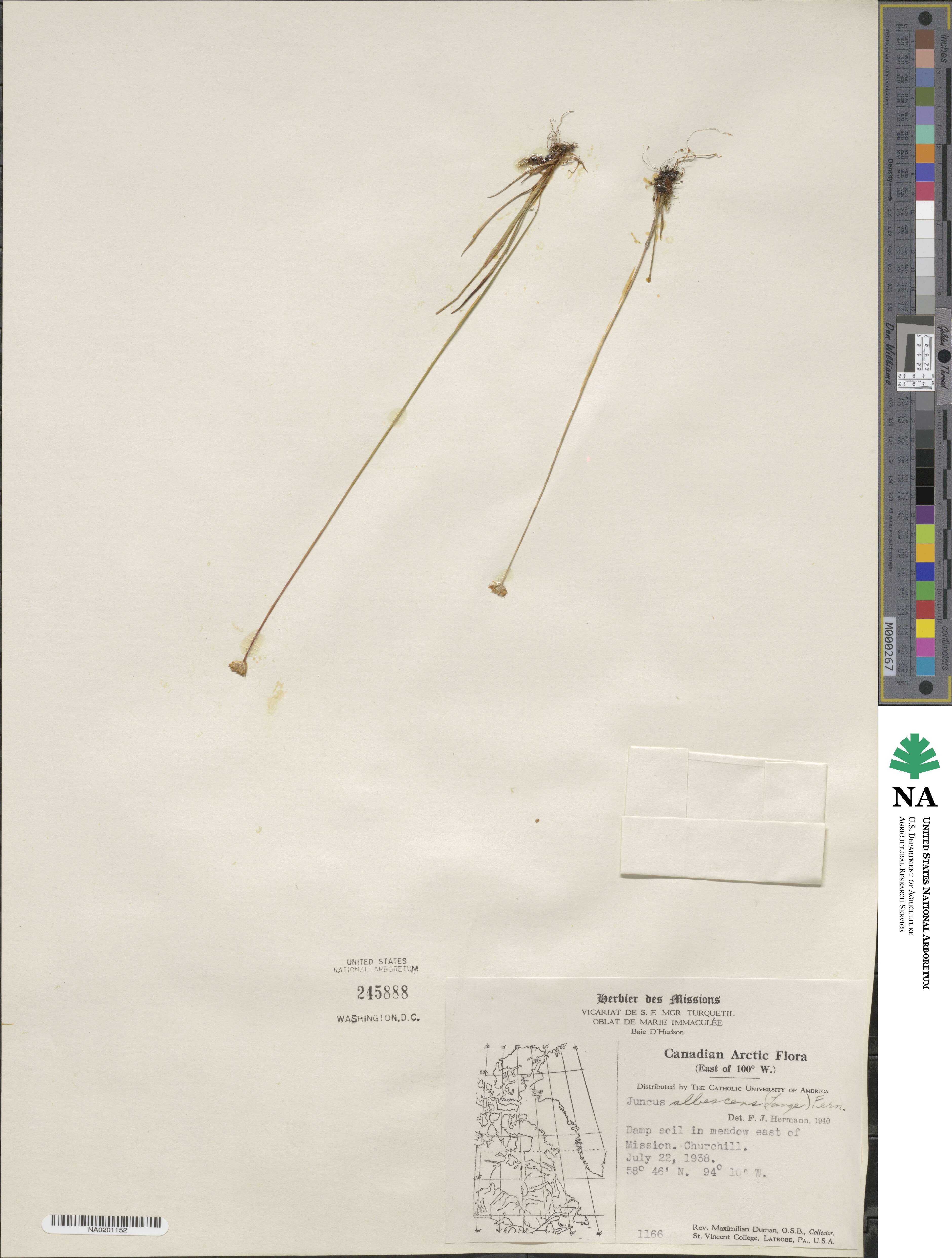 Juncus albescens image