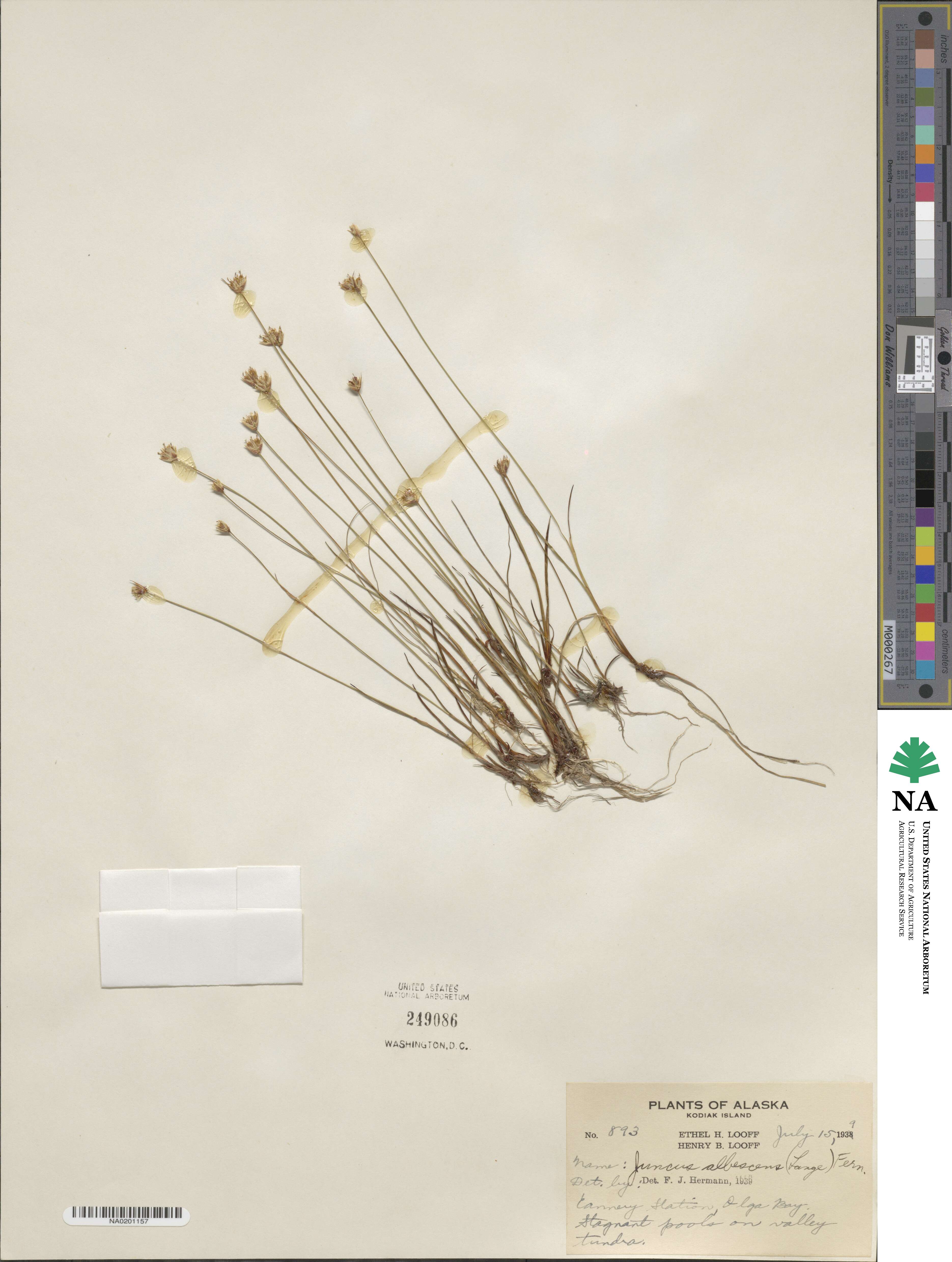 Juncus albescens image