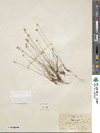 Juncus albescens image