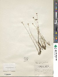 Juncus albescens image