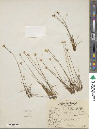 Juncus albescens image