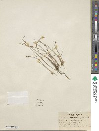 Juncus alpinoarticulatus subsp. alpinoarticulatus image