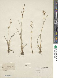 Juncus alpinoarticulatus subsp. alpinoarticulatus image