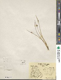 Juncus arcticus image