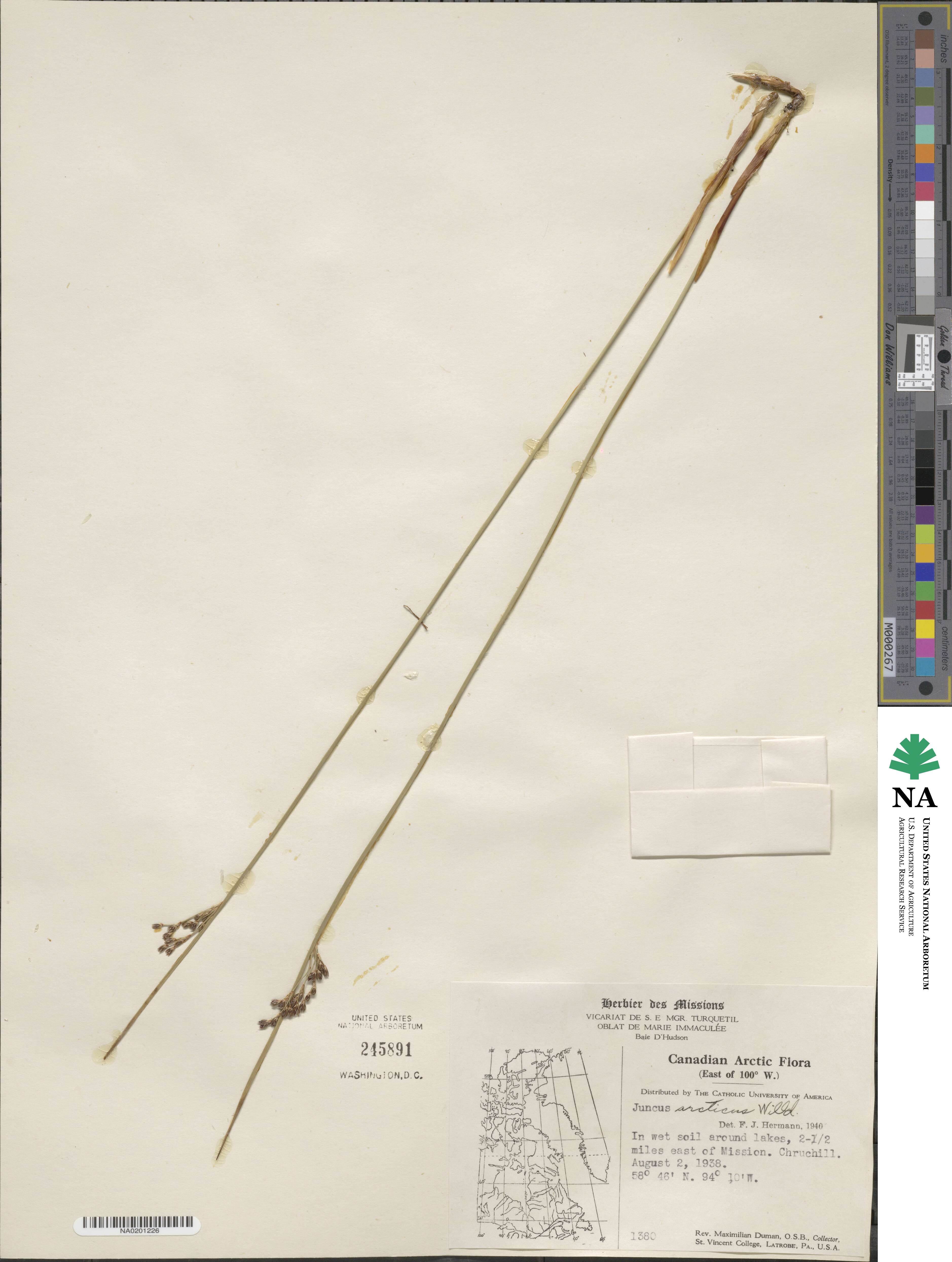 Juncus arcticus image