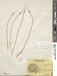 Juncus arcticus image