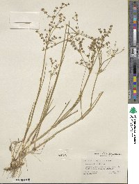 Juncus arcticus image