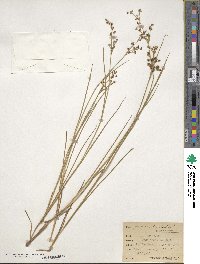 Juncus arcticus image