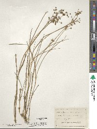 Juncus arcticus image